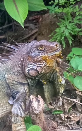 Iguana in Montezuma Costa Rica