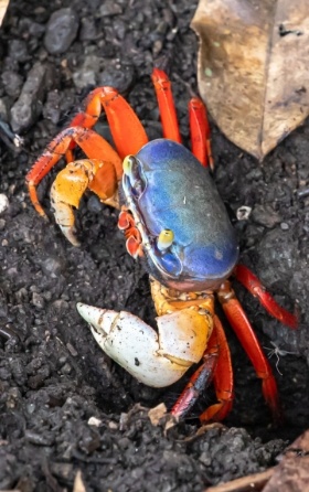 tajalin crab with blue back and orange legs