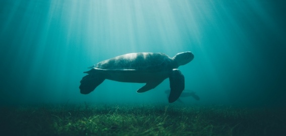 adult sea turtle underwater