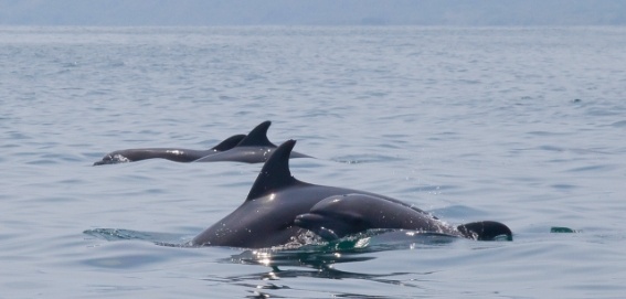 4 dolphins breeching