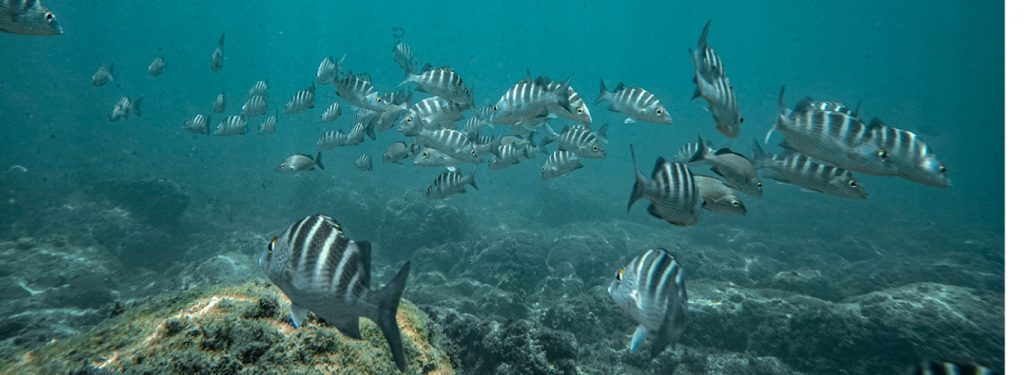 school of fish at Tortuga Island